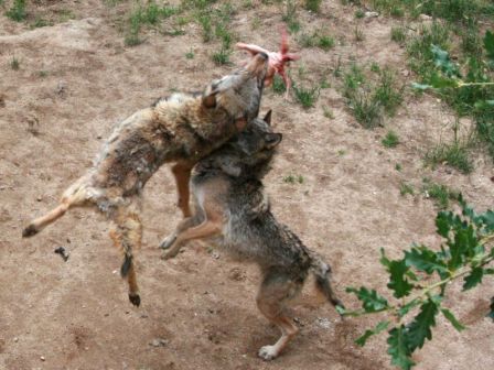 Les loups